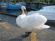 20090818-Auslug Wallis78